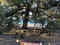 羽衣の松