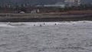 スズガモの群れが見られました。