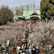 亀戸天神社