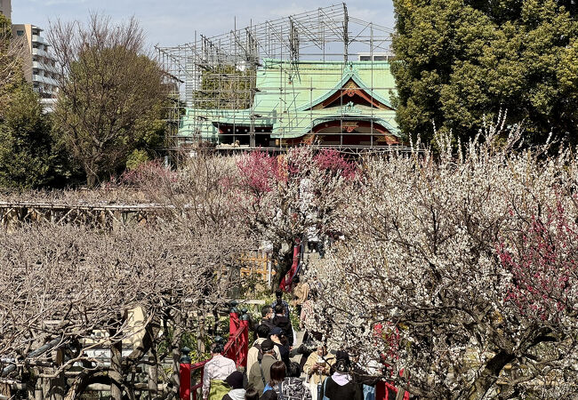 梅まつりは亀戸天神でしょ