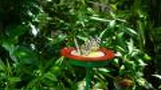 石川県ふれあい昆虫館