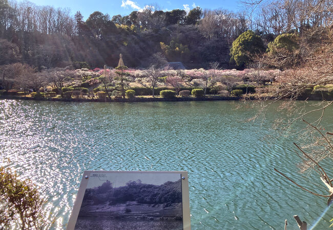 薬師池公園