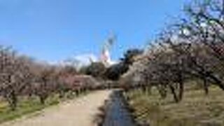 自然文化園【万博記念公園】