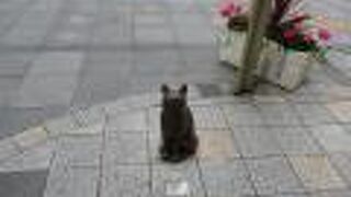 サキソフォン吹きと猫