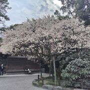 ならずの梅が見ごろ
