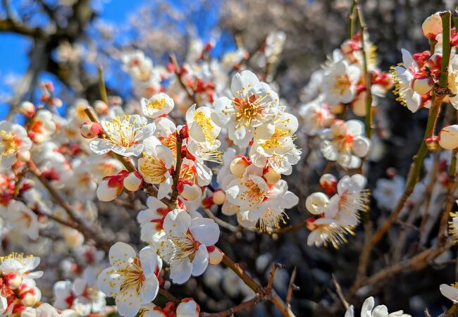 梅まつり期間の休日には各種イベントが行われていて賑やかです