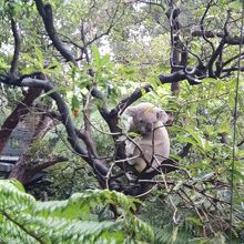 ずっと見ているとたまーに起きたり
