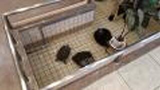 鵜の浜温泉　ロイヤルホテル小林