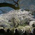 しだれ桜　夜間特別鑑賞