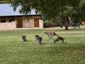 ヤンチャップ国立公園