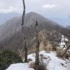 ミツマタの大群落　そして健脚向けの縦走路