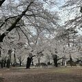 大宮公園の&#127800;　2025/4/3(木)