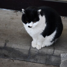 店番の猫ちゃん