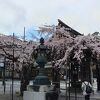 しだれ桜が見頃