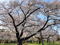 都立小金井公園