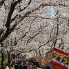 埼玉県を代表する桜の名所です。今年は幸手駅に臨時特急スカイツリートレイン号が停車します。