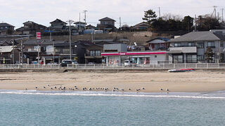 シロチドリが見られました。