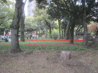 横浜公園のチューリップ