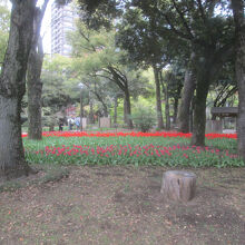 横浜公園のチューリップ