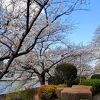 お花見の穴場です