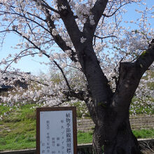 五条川堤の桜