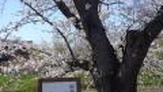 五条川堤の桜
