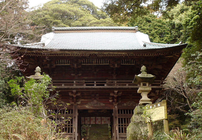 クサノオウが見られました。