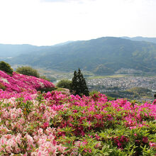 眼下に大洲盆地が一望できます