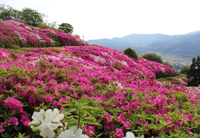 満開のツツジでピンク色に染まる山頂【冨士山公園】