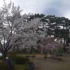 2025年４月13日現在、人混みを避けて桜を楽しみたい場合、「三の丸跡」がオススメです