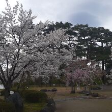 三の丸跡(桜見本市)内での桜