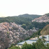吉野館　パノラマ和室からの桜は絶景
