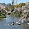 都心の人気のお花見スポットです。立地柄、外国人も多かったです。