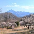 梅園で花見！