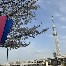スカイツリーと桜