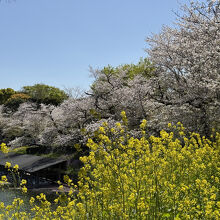 菜の花も綺麗でした。