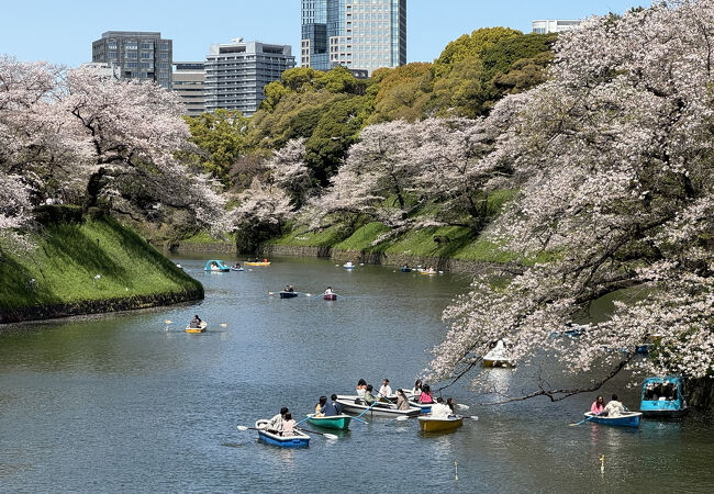 都心の人気のお花見スポットです。立地柄、外国人も多かったです。