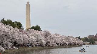 ワシントンDC桜祭り