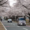 夜の森公園（よのもり・こうえん）の北側に隣接した桜の名所。通称はさくら通り