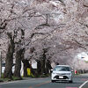 夜の森公園に隣接した≪夜の森桜並木（北側）≫とはまた別の桜並木