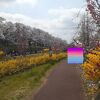 2025年４月12日現在、桜と一緒に他の花も楽しむことが出来ました