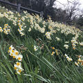 男木島水仙郷　見頃は2月