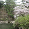 桜の名所「弥彦公園」