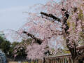 名城公園