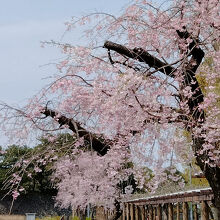 名城公園
