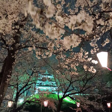 ちょうど良い時期に訪れたようだ