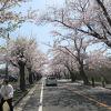 桜の名所