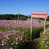 かのやばら園に隣接したお花畑