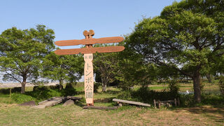 セイタカシギが見られました。