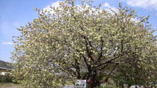 緑色の花を咲かせる桜御衣黄が100本植えられています。